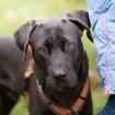 KONGO - männlich 9 Monate 55 cm 28 kg Labrador-Mix Gechipt Kastriert
